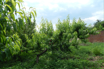 南口农场油桃采摘3斤券
