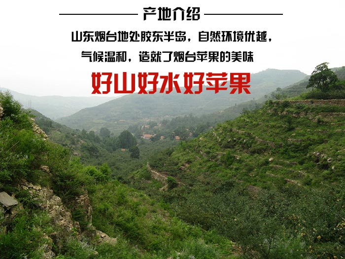 山东烟台红富士苹果5斤规格直径80mm 团购 -