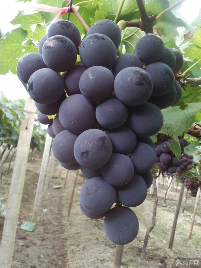 福安象环大棚葡萄(红坊店) 团购 - 京东团购福州