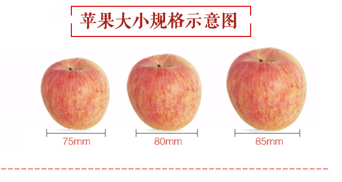 山东烟台红富士苹果5斤规格直径80mm 团购 -
