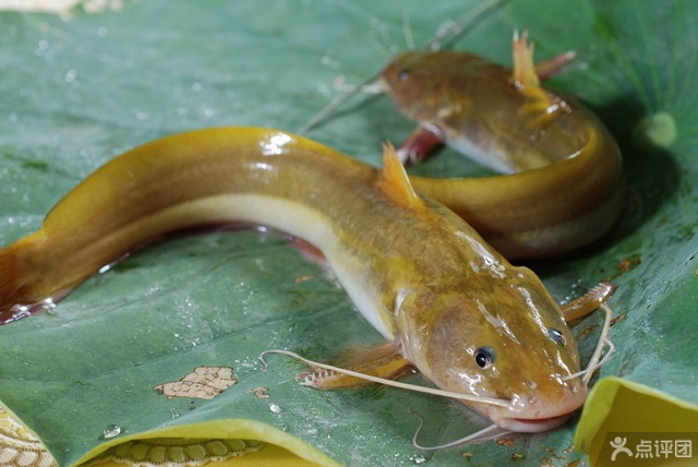 江景壹号食府 团购 - 京东团购武汉站