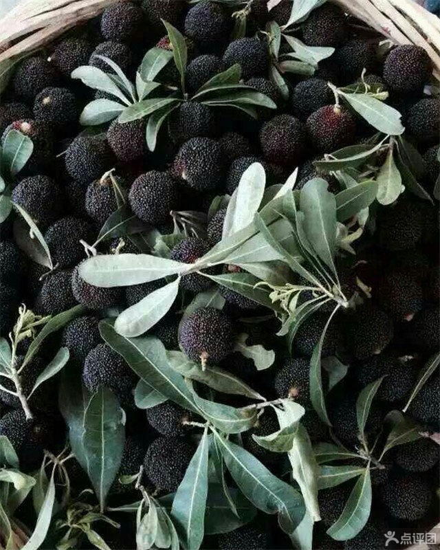 马涧寺方杨梅园 团购 - 京东团购金华站