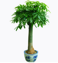 发财树配白色螺旋盆全国配送 【可指定日期送