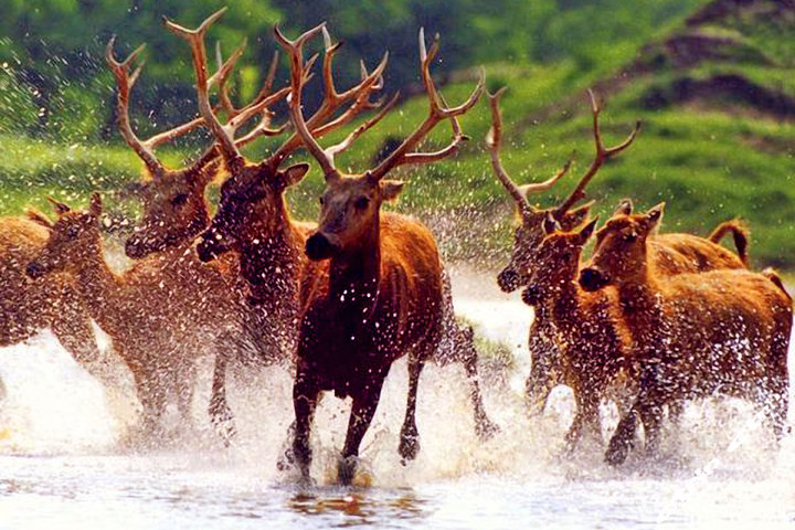 大丰半岛温泉酒店-行政湖 团购 - 京东团购大丰