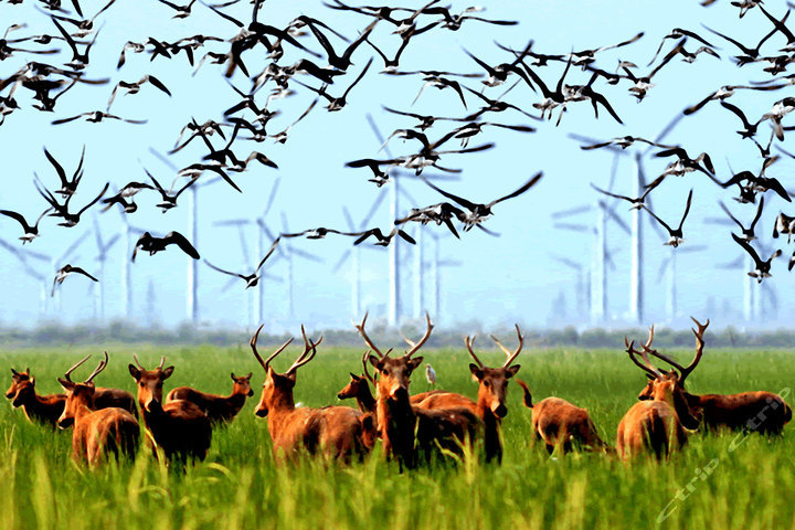 大丰半岛温泉酒店-行政湖 团购 - 京东团购大丰