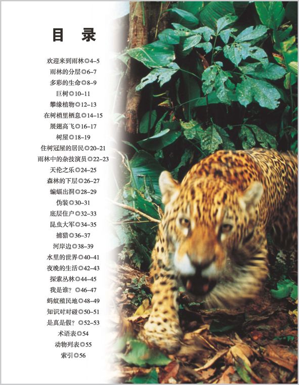 dk熱帶雨林
