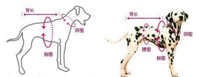 请您测量时选择狗狗脖子最粗的位置进行测量,测量后的尺寸,一般至少