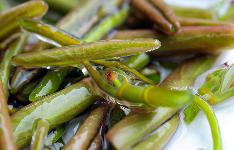 马湖莼菜-扶贫众筹众筹-京东众筹