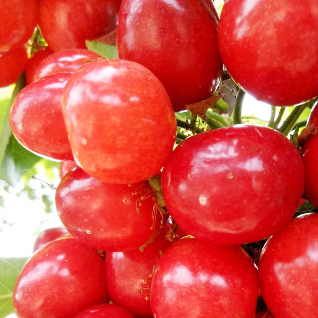济南·樱桃 果肉厚实