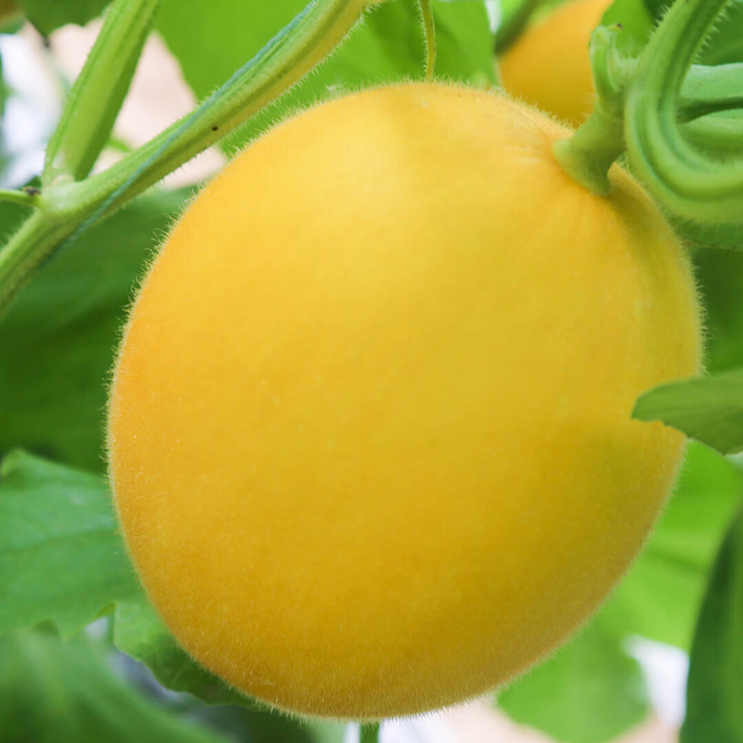 济南·崔寨香瓜 香甜多汁