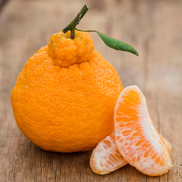 不知火,中国最好吃的丑橘