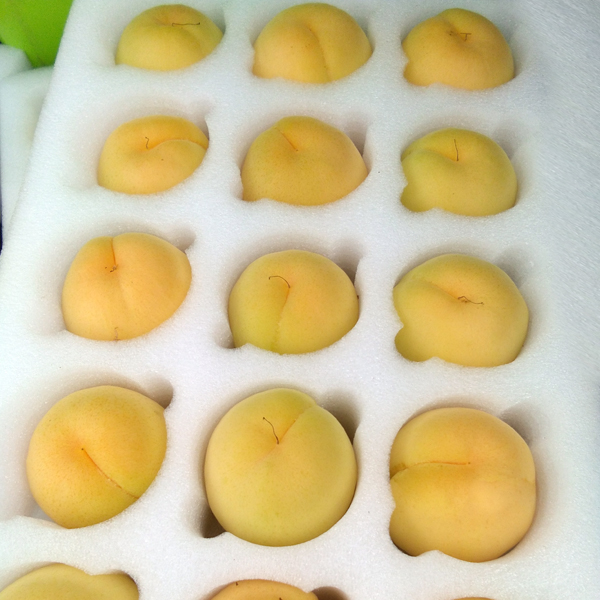 阳高县水蜜大金杏,首发尝鲜