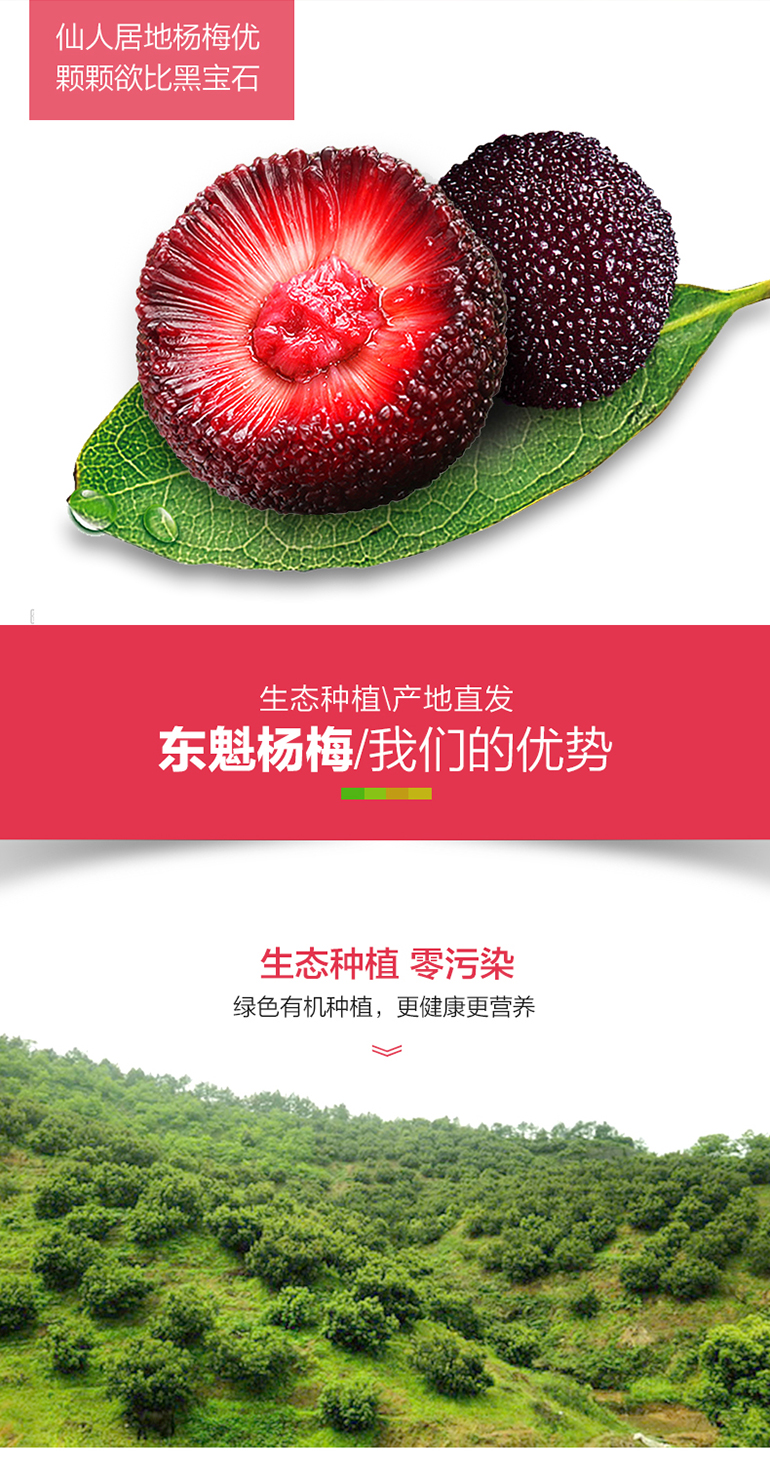 你应该知道的—仙居东魁杨梅