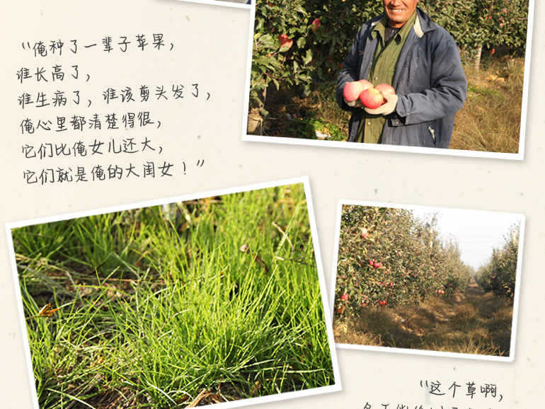 山东三优红富士苹果脆甜上市- 京东众筹