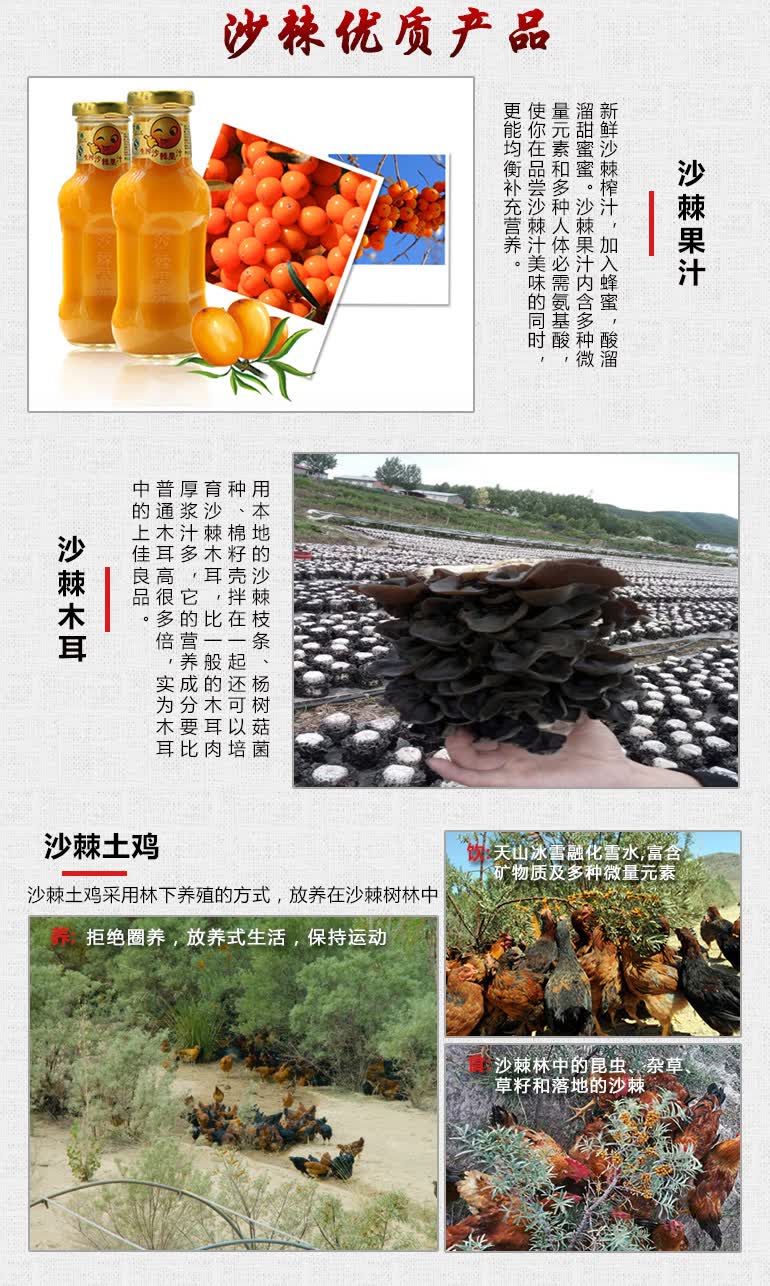 沙棘扶贫树 健康伴你行
