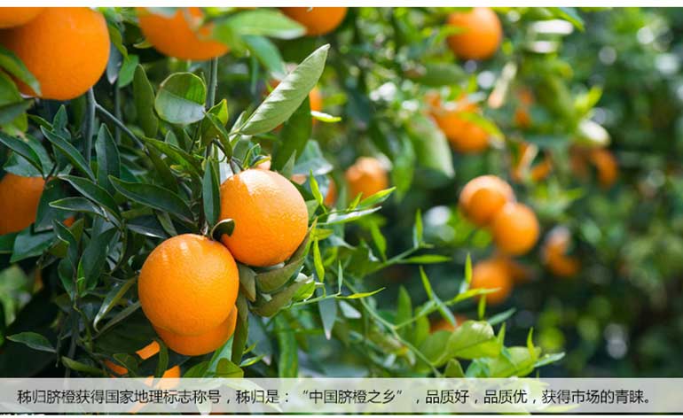 秭归脐橙,好吃不仅是原产地- 京东众筹