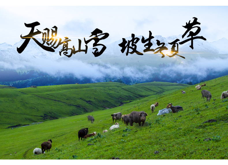 肉中贵族:藏民散养藏香猪