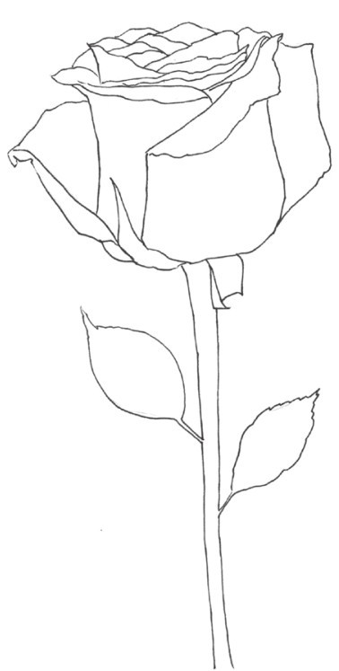 黑白花意——线描花卉从起形到插画创作pdf/doc/txt格式电子书下载