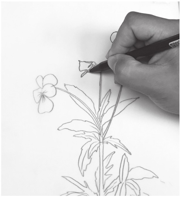 黑白花意——线描花卉从起形到插画创作pdf/doc/txt格式电子书下载