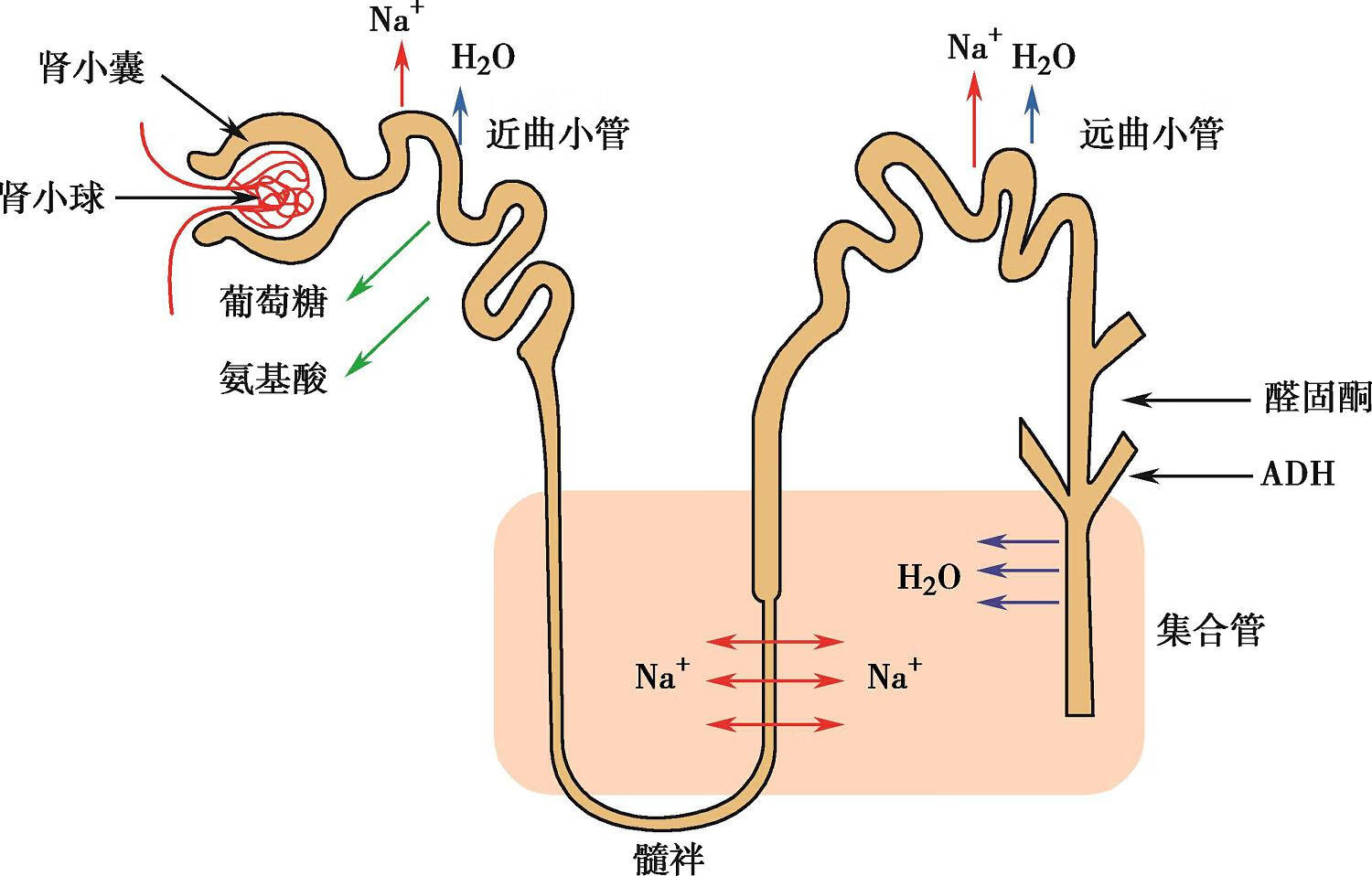电解质紊乱疾病临床诊疗思维pdf/doc/txt格式电子书下载
