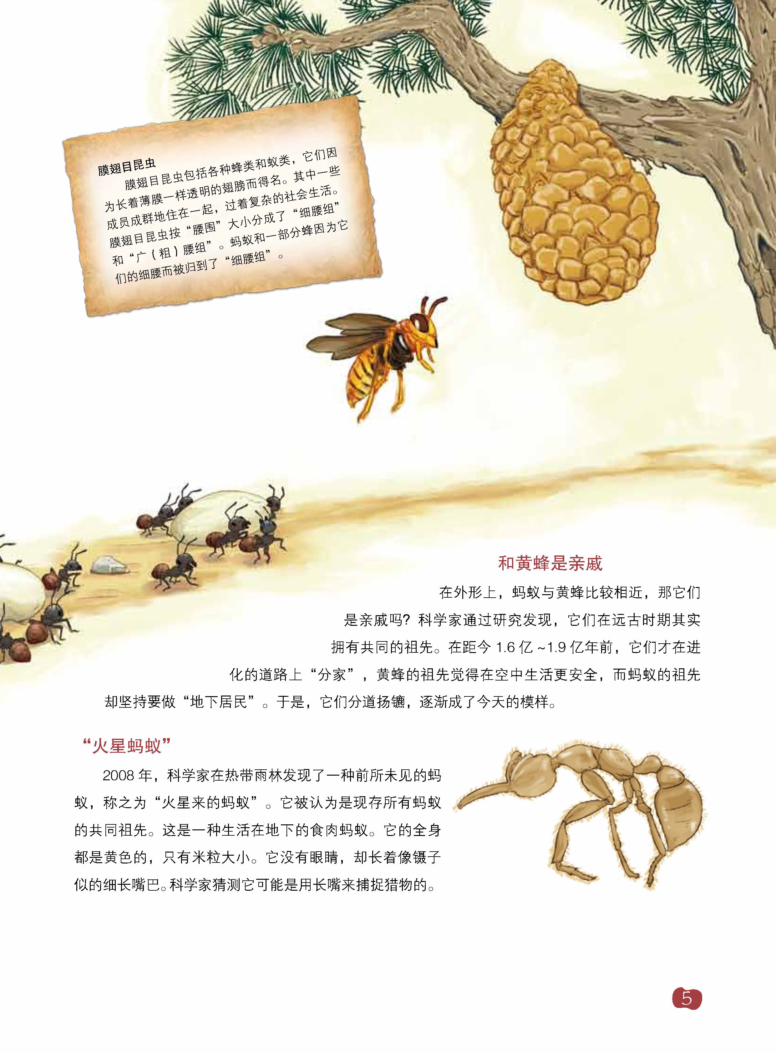 我的自然科学实践书·蚂蚁pdf/doc/txt格式电子书下载
