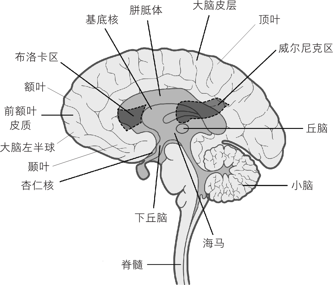 我们的脑子够用吗?剑桥的9堂趣味脑科学课pdf/doc/txt格式电子书下载插图2 我们的脑子够用吗?剑桥的9堂趣味脑科学课pdf/doc/txt格式电子书下载