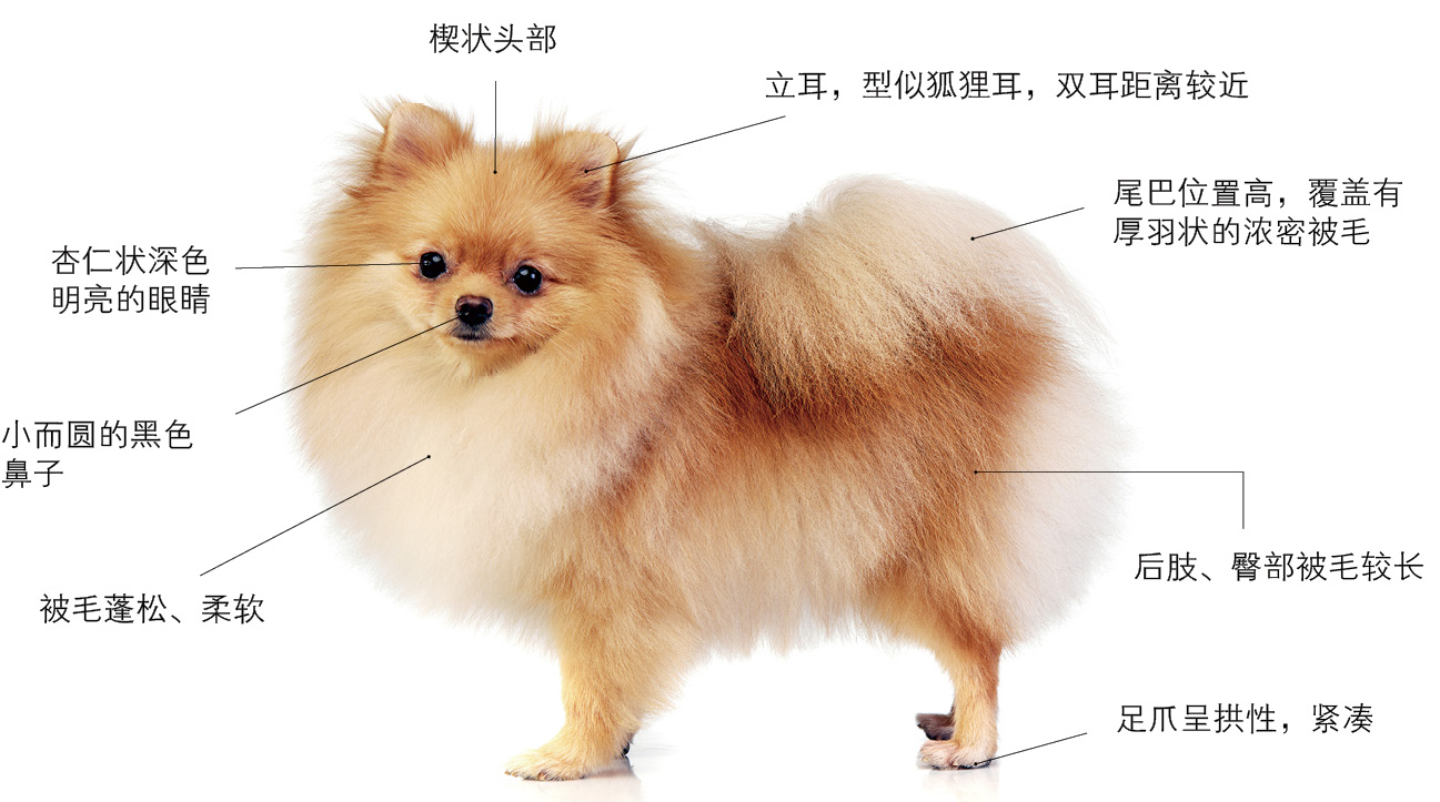 名优宠物狗品种图鉴pdf/doc/txt格式电子书下载插图36 名优宠物狗品种图鉴pdf/doc/txt格式电子书下载
