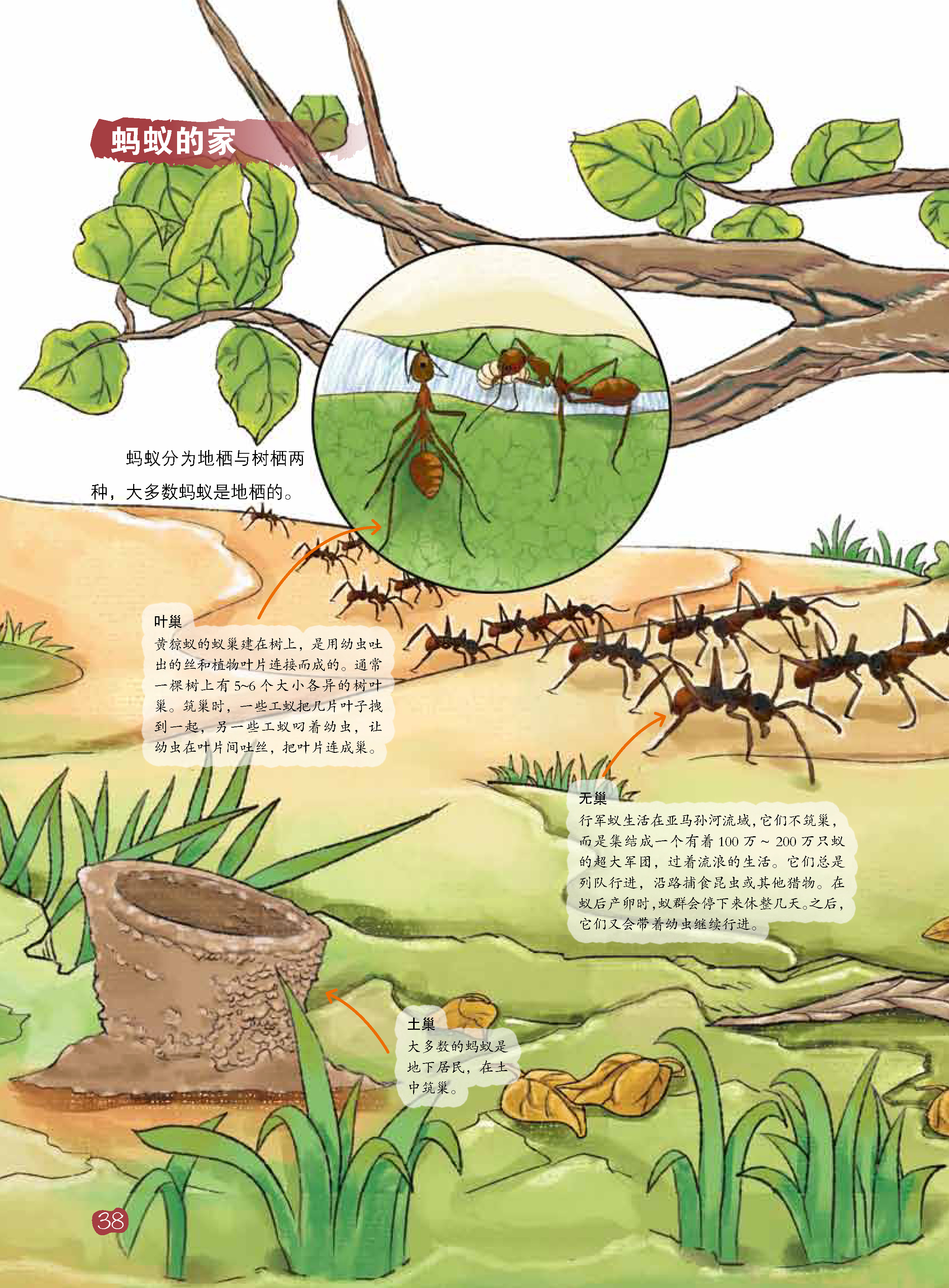 我的自然科学实践书·蚂蚁pdf/doc/txt格式电子书下载
