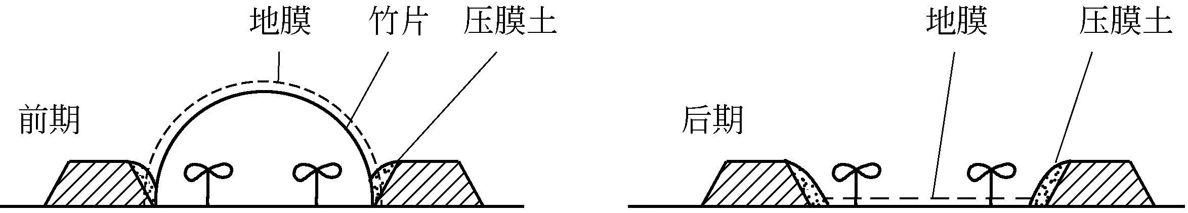 西葫芦高产栽培关键技术问答pdf/doc/txt格式电子书下载