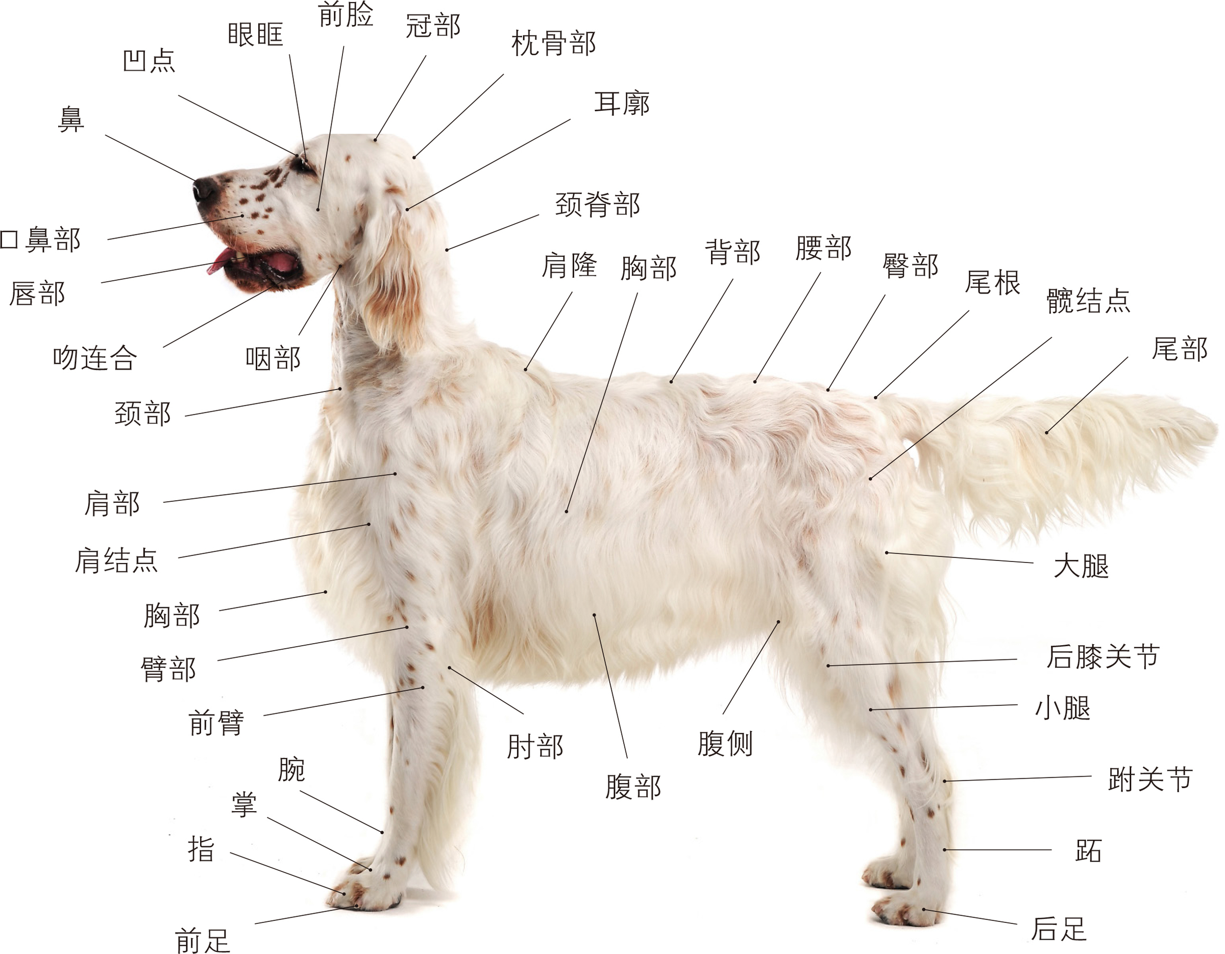 名优宠物狗品种图鉴pdf/doc/txt格式电子书下载插图6 名优宠物狗品种图鉴pdf/doc/txt格式电子书下载