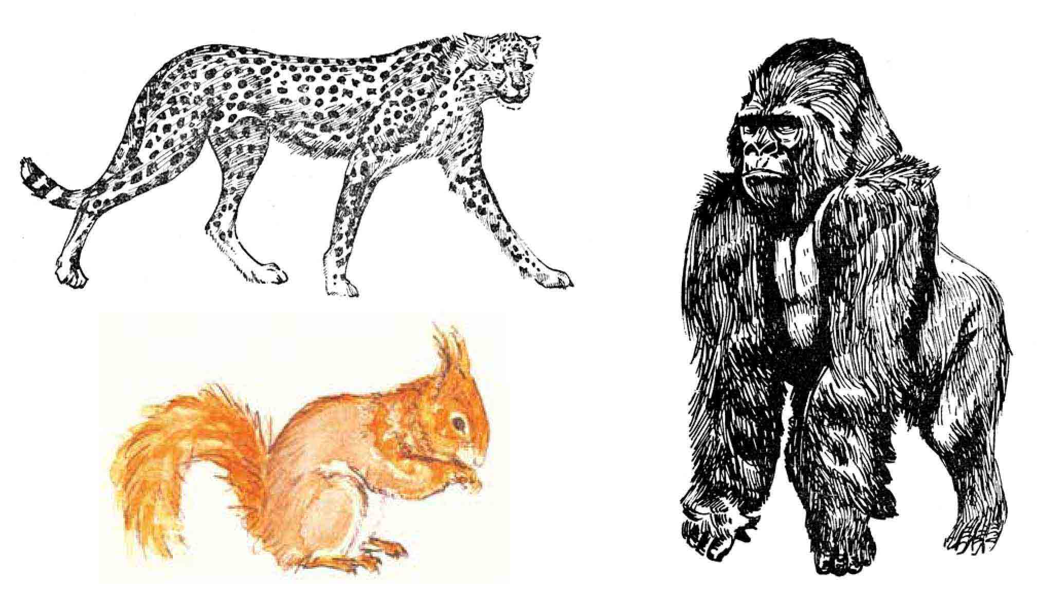 动物图案设计pdf/doc/txt格式电子书下载
