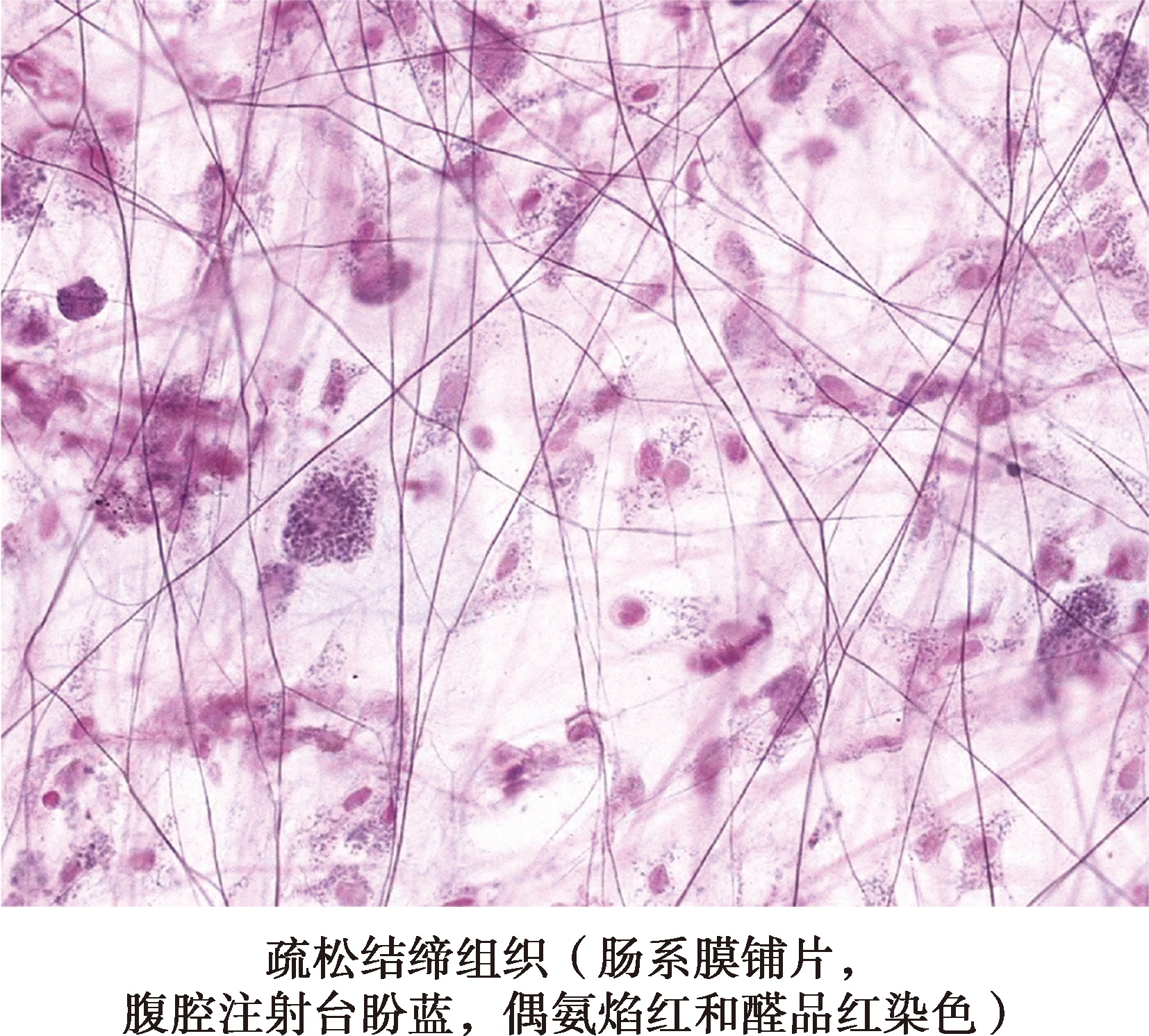 组织学与胚胎学（第3版）pdf/doc/txt格式电子书下载