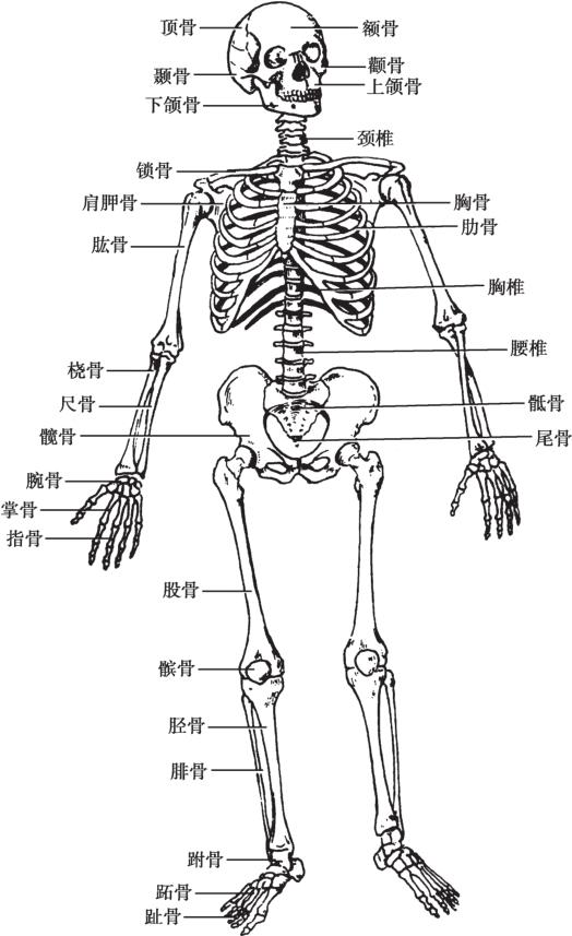 人体解剖学（第4版）pdf/doc/txt格式电子书下载