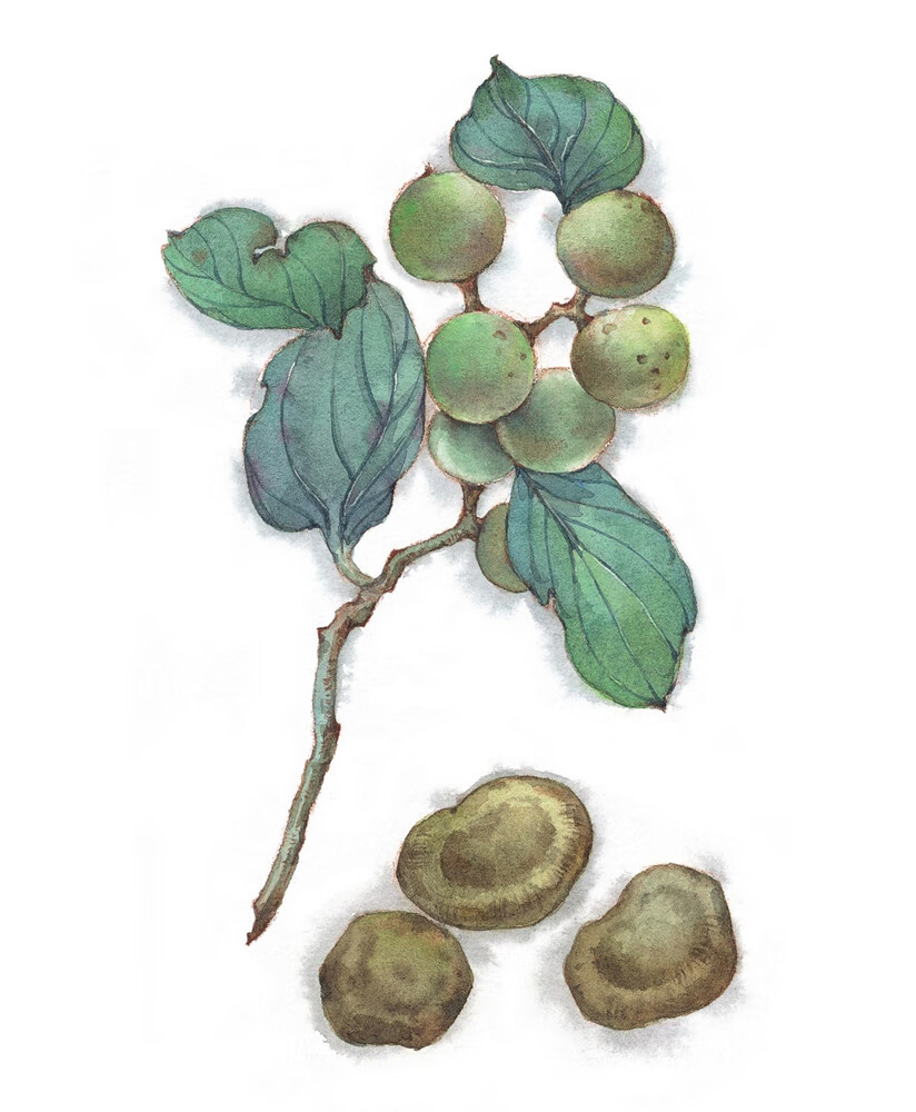 毒草芬芳pdf Doc Txt格式电子书下载 Vs电子书