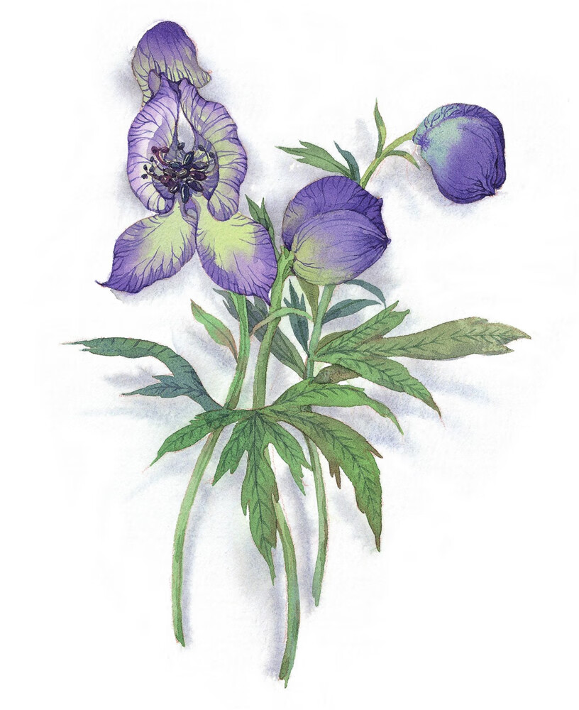 毒草芬芳pdf Doc Txt格式电子书下载 Vs电子书