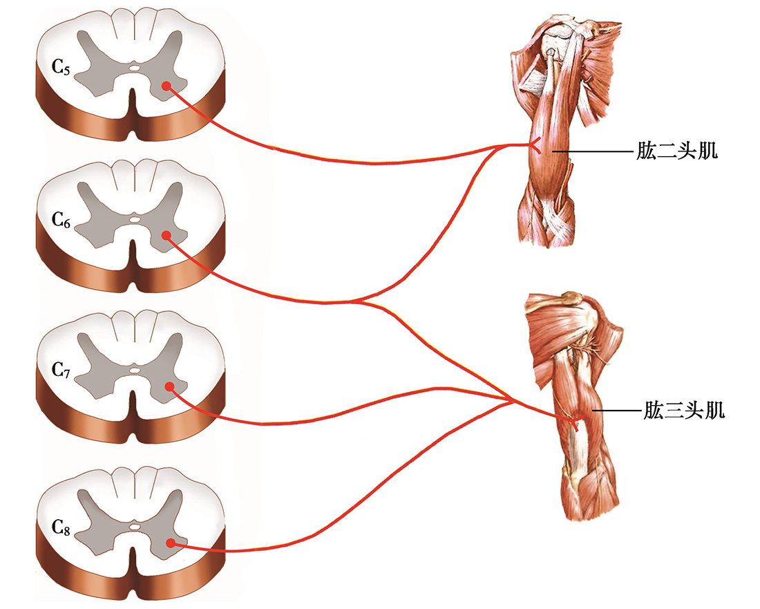 神经康复学解剖与生理pdf/doc/txt格式电子书下载