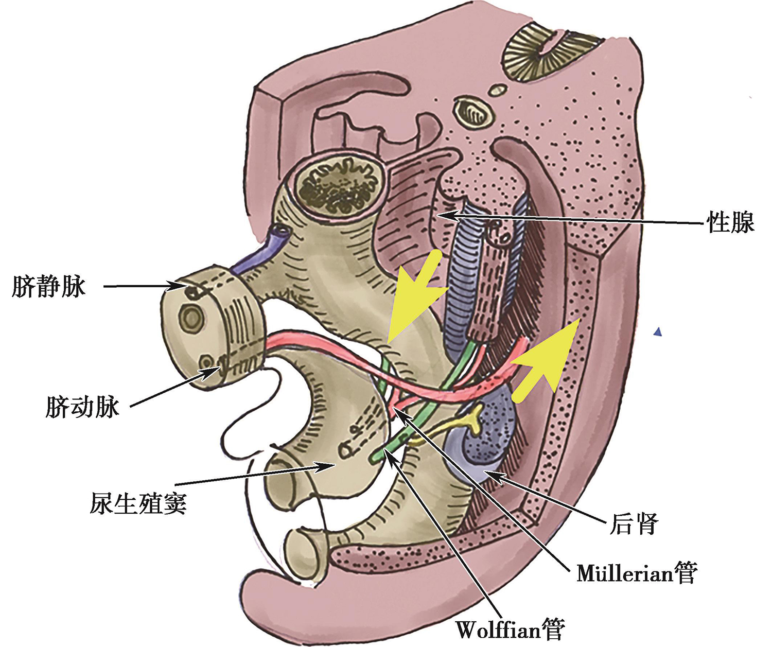 基于现代精细解剖的腹盆腔外科指导 膜解剖的求源与思辨pdf/doc/txt格式电子书下载
