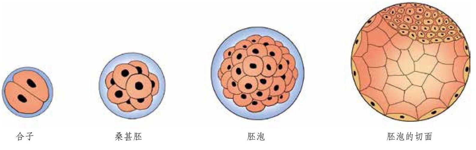 孕妇圣典pdf Doc Txt格式电子书下载 Vs电子书 孕妇圣典pdf Doc Txt格式电子书下载 Vs电子书