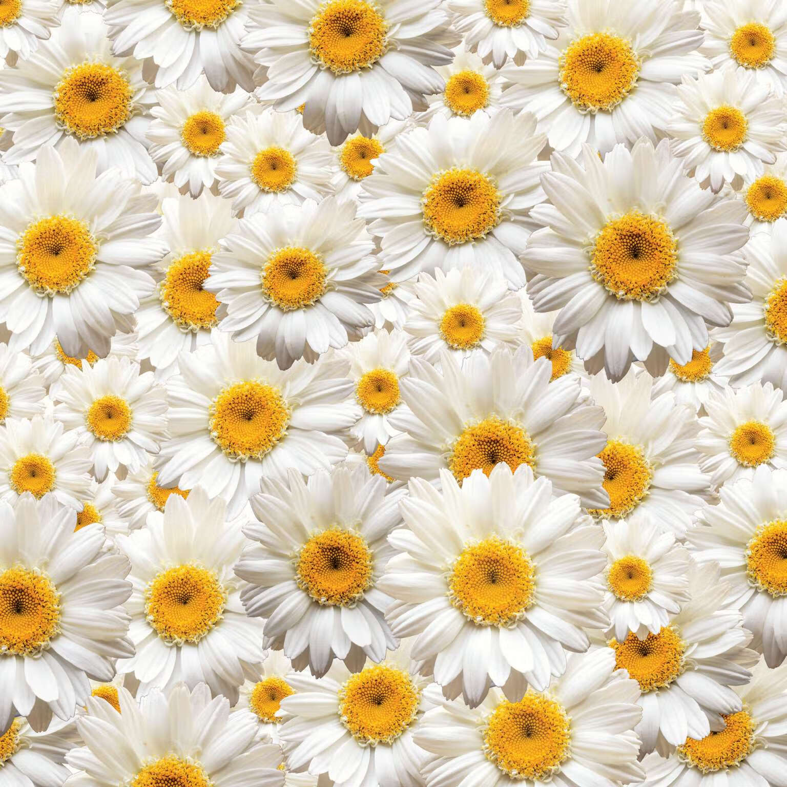 一花一世界：拍花卉（摄影起步）pdf/doc/txt格式电子书下载