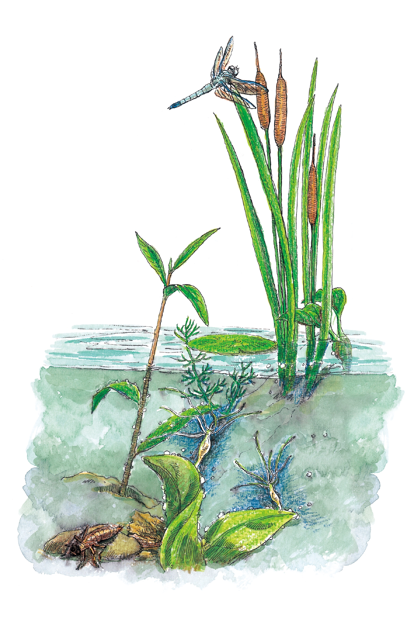 法布尔植物记+昆虫志（套装共2册）pdf/doc/txt格式电子书下载