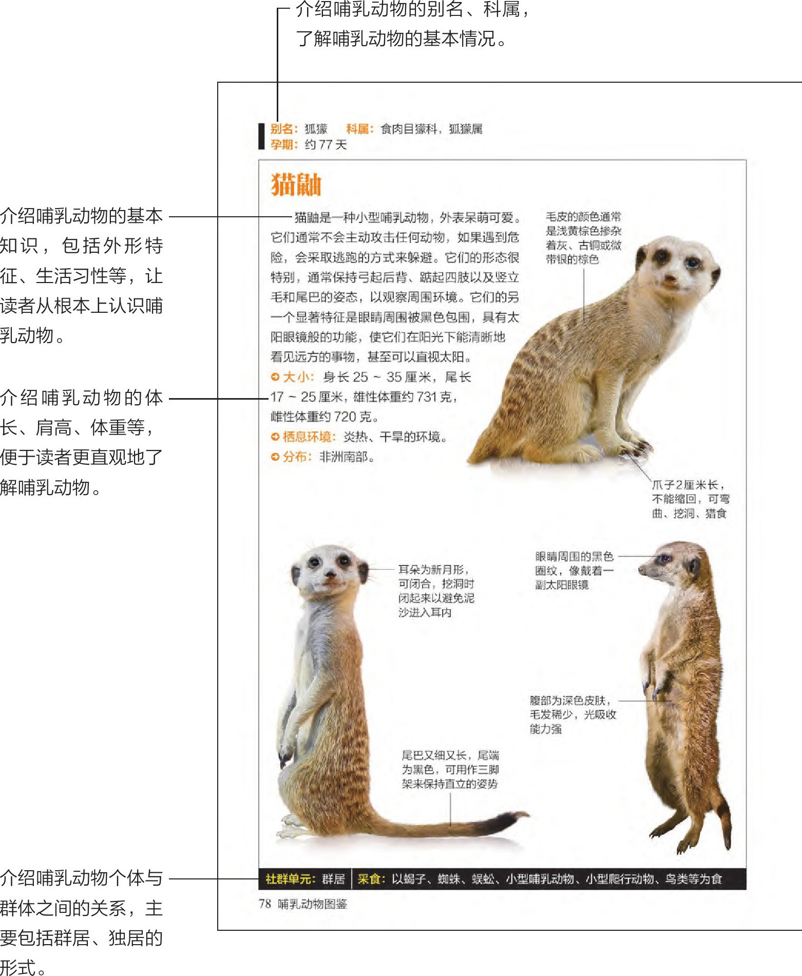 哺乳动物图鉴pdf/doc/txt格式电子书下载