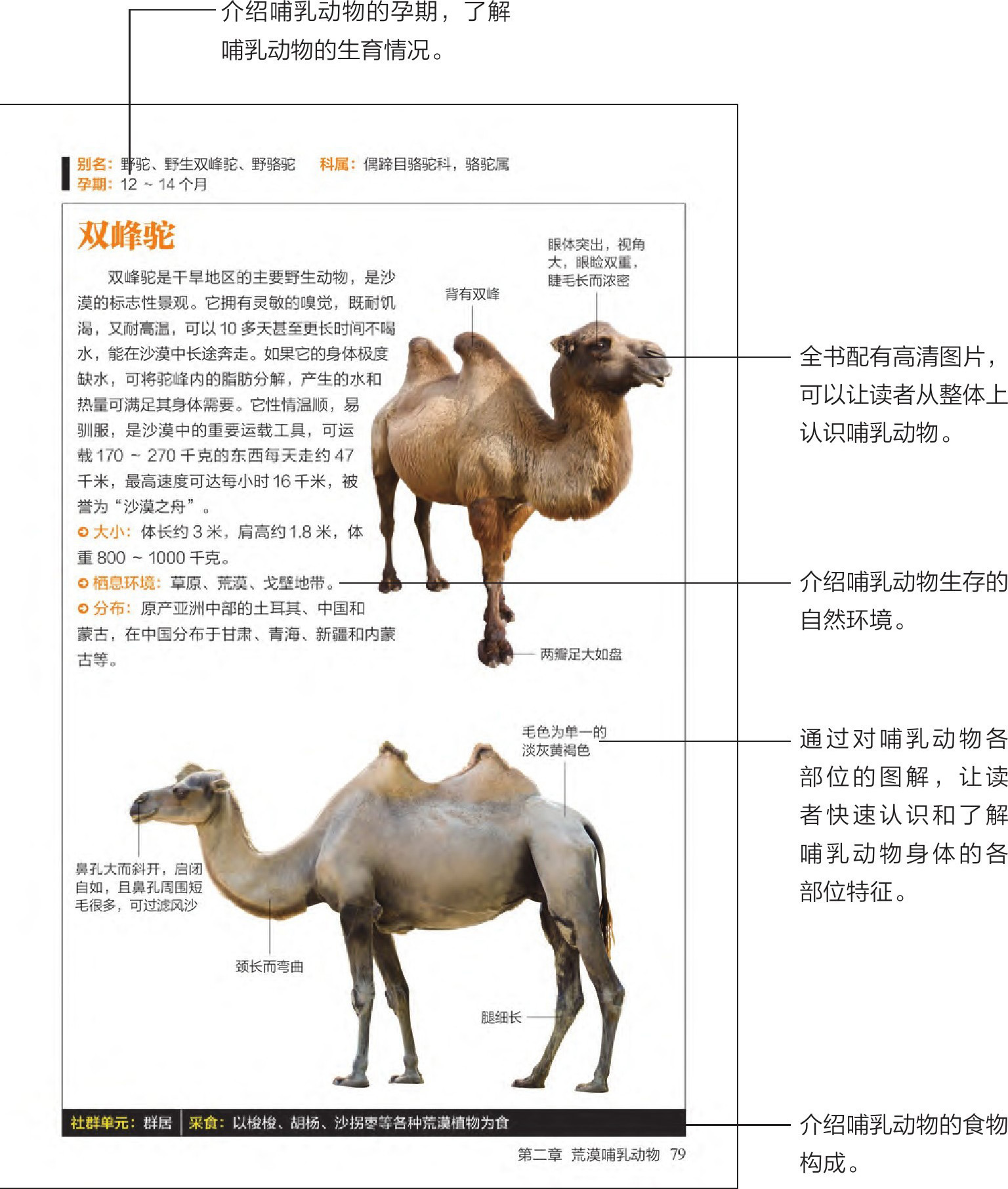 哺乳动物图鉴pdf/doc/txt格式电子书下载