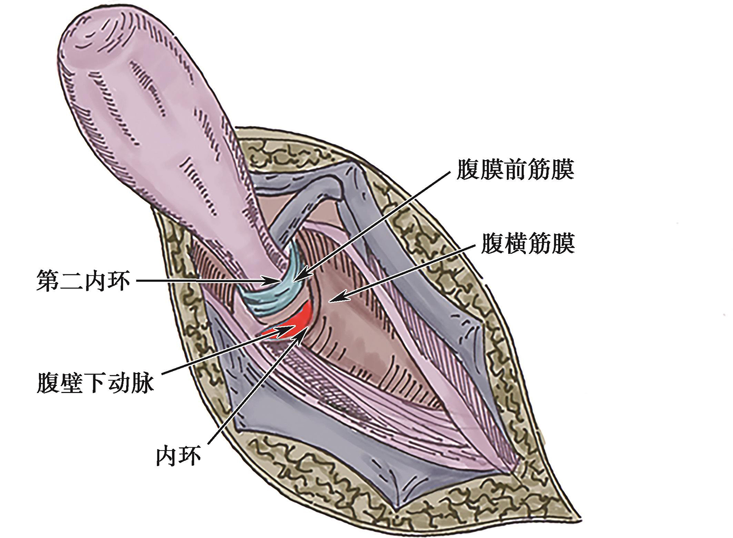 基于现代精细解剖的腹盆腔外科指导 膜解剖的求源与思辨pdf/doc/txt格式电子书下载