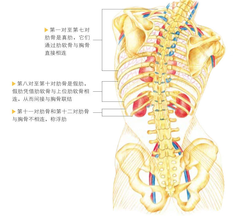 人体地图 破译生命的密码pdf Doc Txt格式电子书下载 Vs电子书 人体地图 破译生命的密码pdf Doc Txt格式电子书下载 Vs电子书