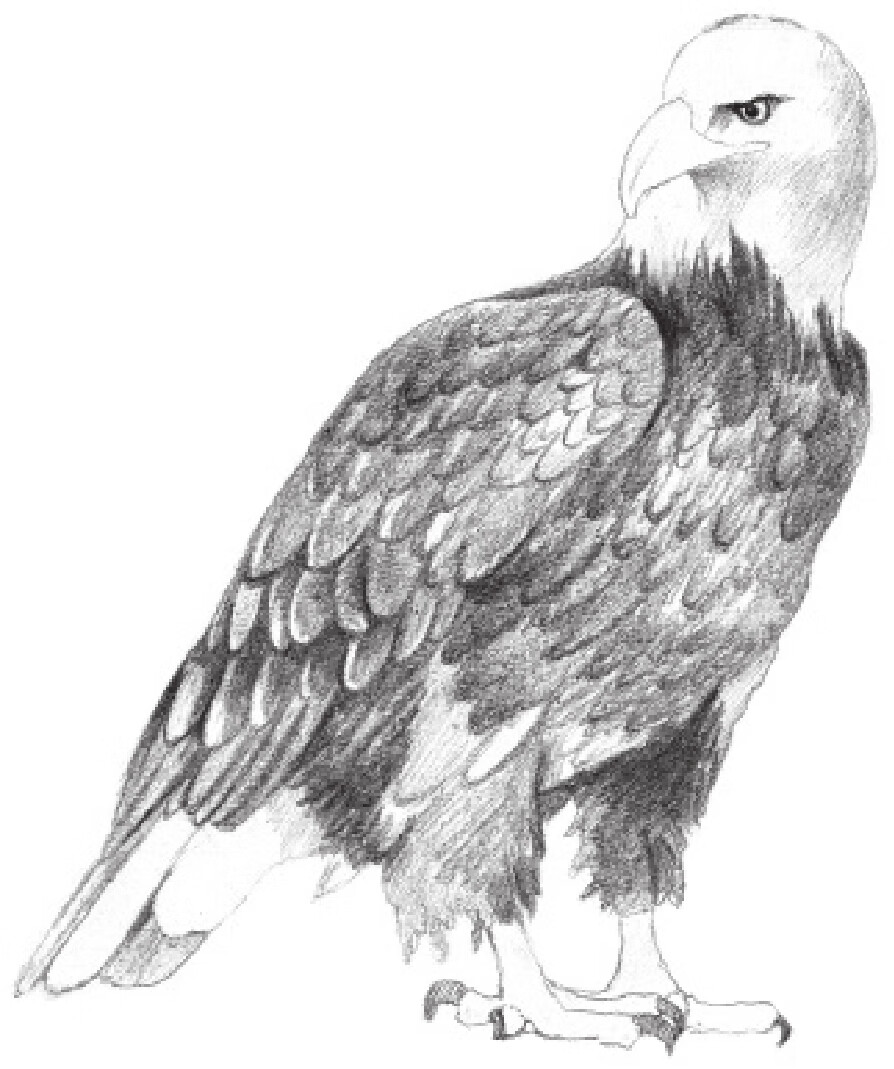 素描的温暖时光系列（套装共5册）pdf/doc/txt格式电子书下载