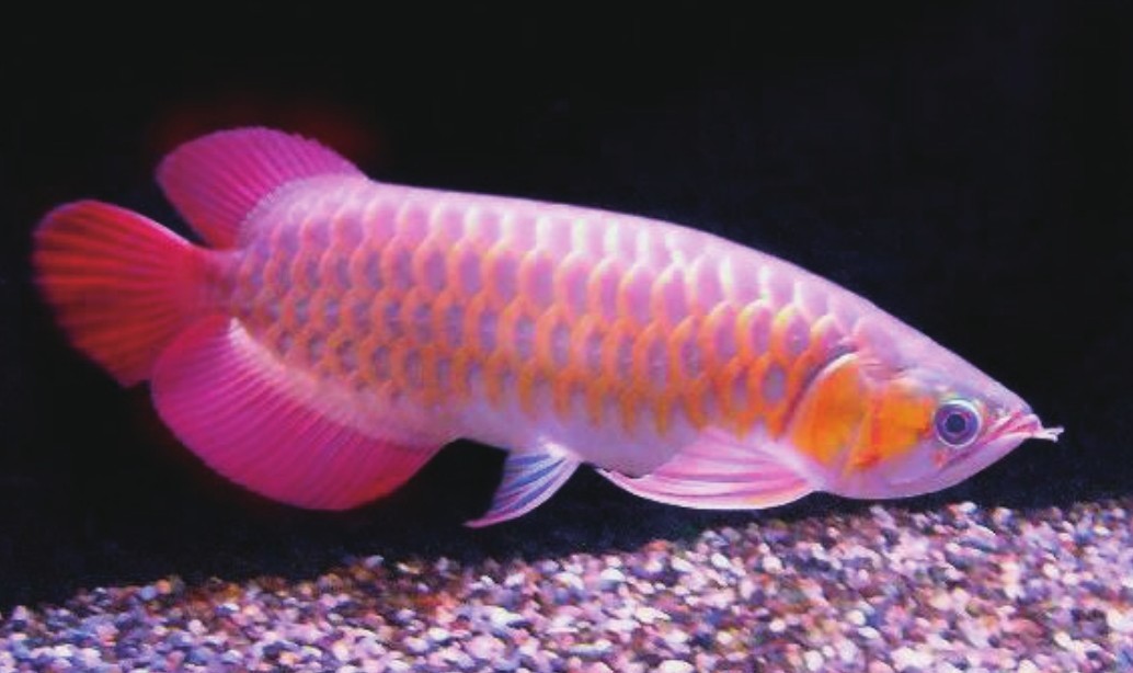 龙鱼pdf Doc Txt格式电子书下载 Vs电子书