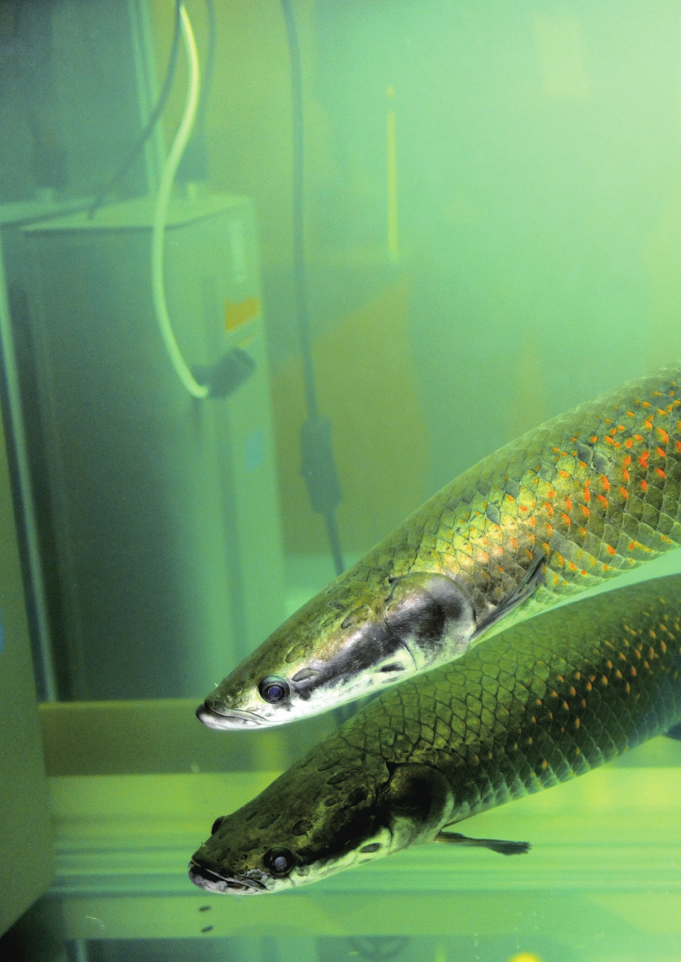 龙鱼pdf Doc Txt格式电子书下载 Vs电子书