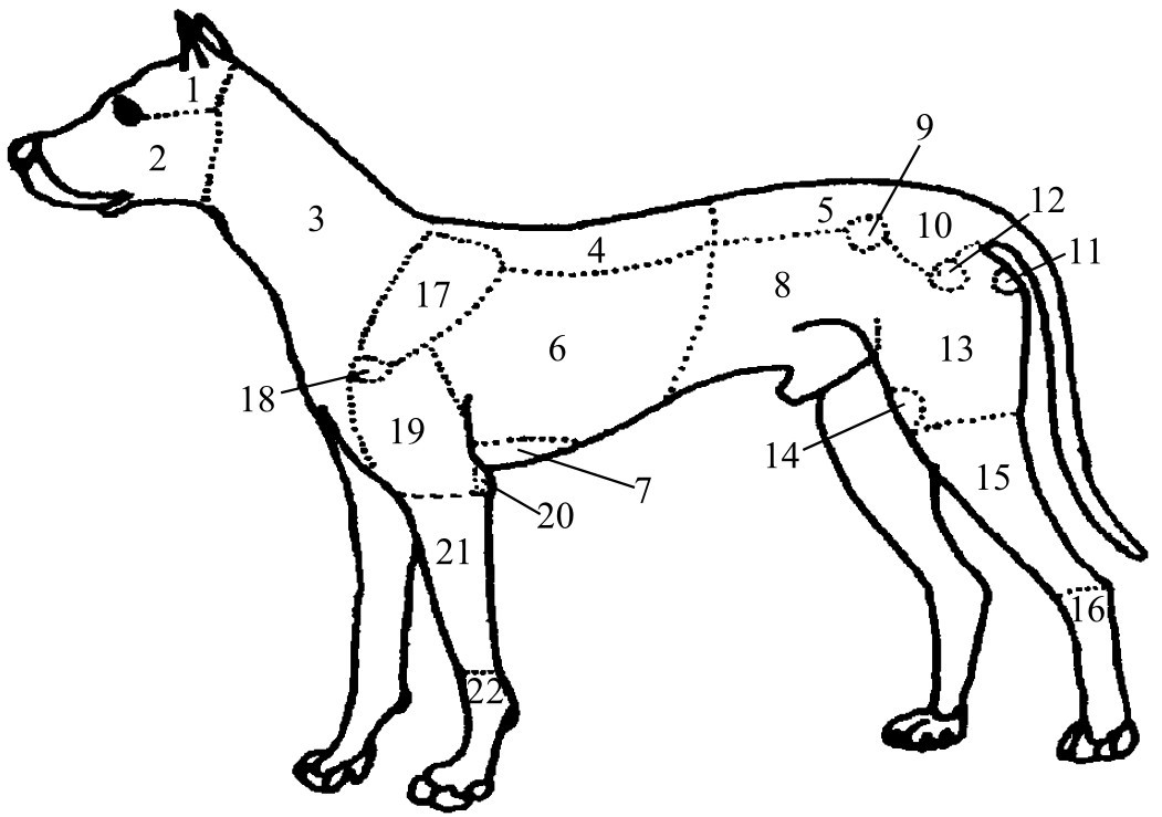 宠物美容与护理pdf Doc Txt格式电子书下载 Vs电子书