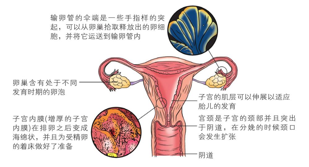 协和医院产科专家 备孕怀孕营养胎教全书pdf Doc Txt格式电子书下载 Vs电子书 协和医院产科专家 备孕怀孕营养胎教全书pdf Doc Txt格式电子书下载 Vs电子书