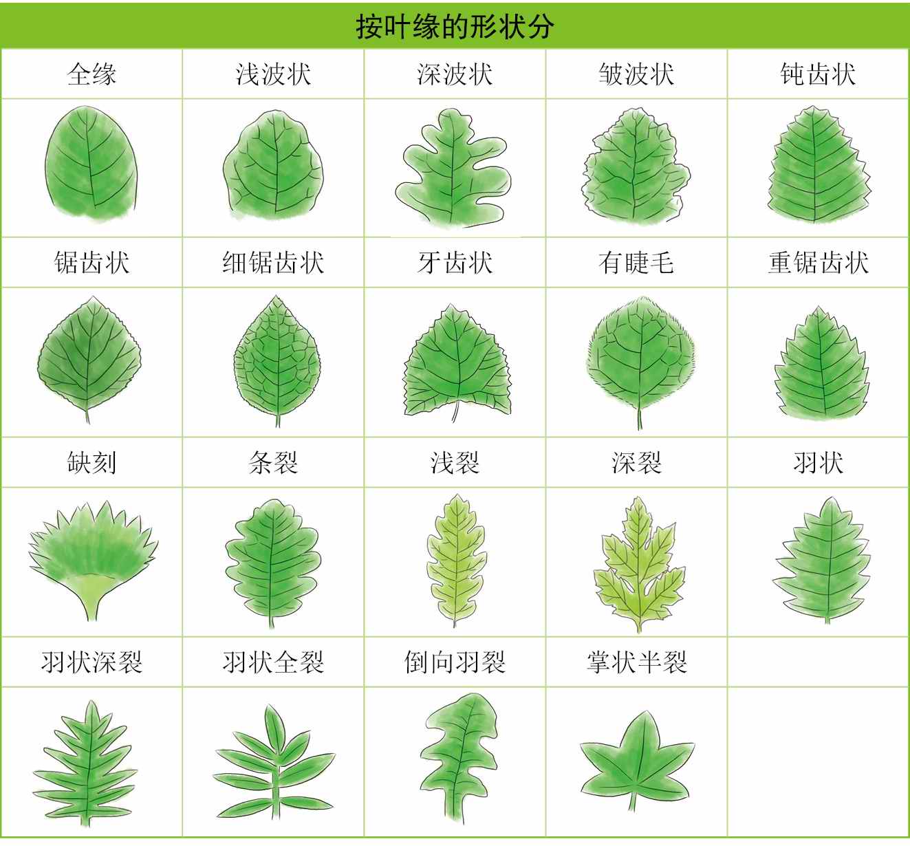野菜一本通 识别 采摘 食用 彩绘版 Pdf Doc Txt格式电子书下载 Vs电子书